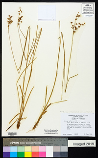 Juncus marginatus var. biflorus image