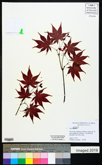 Acer palmatum image