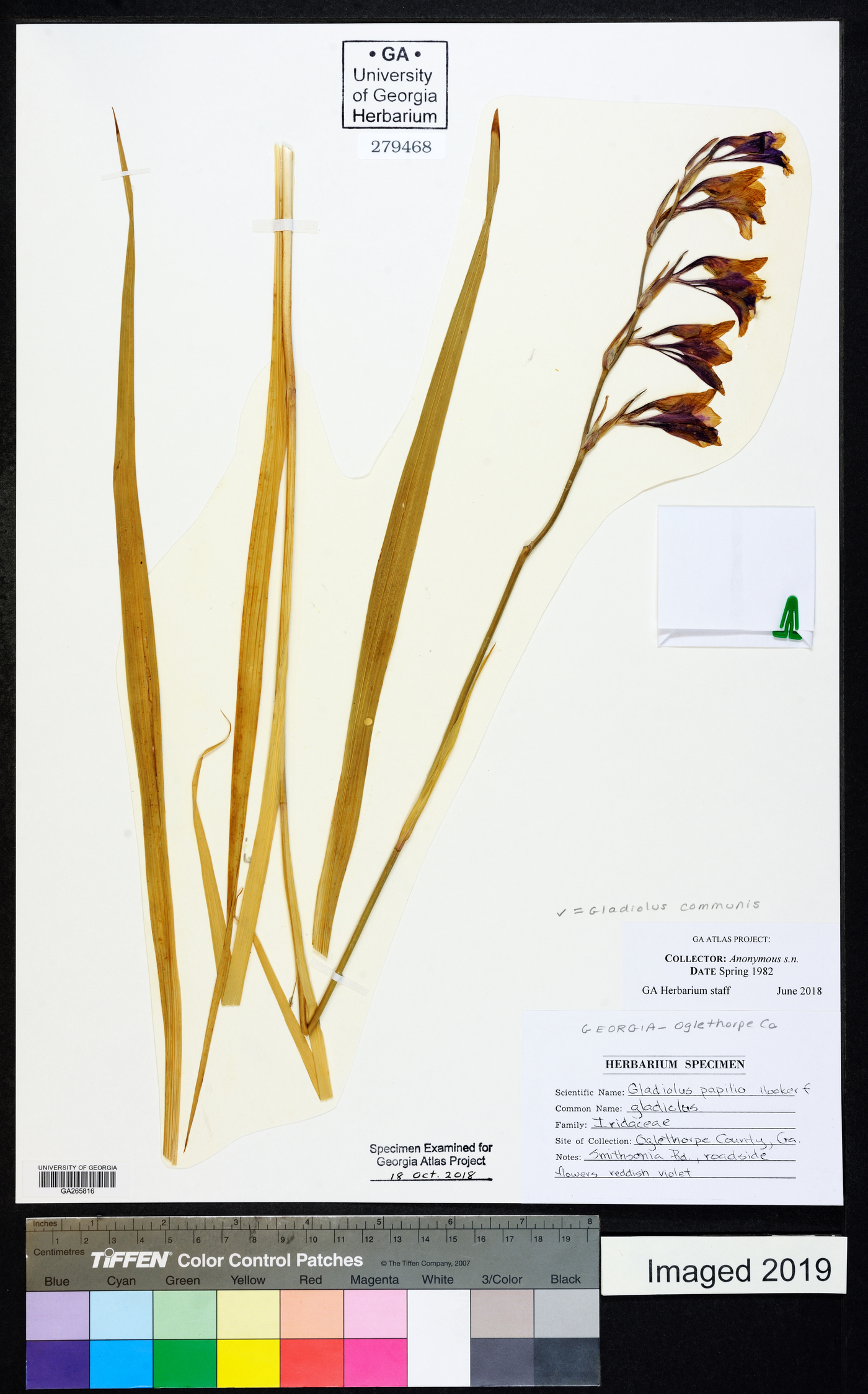 Gladiolus communis image