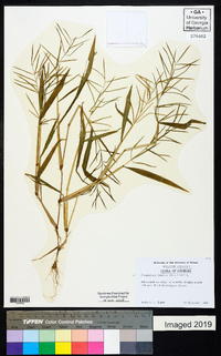 Paspalum fluitans image