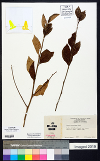 Styrax americanus image