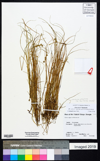 Carex atlantica subsp. capillacea image