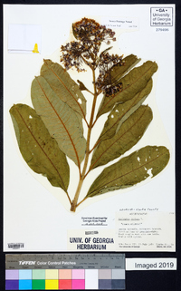 Asclepias syriaca image