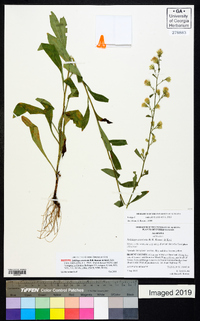 Solidago arenicola image