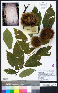 Castanea sativa image