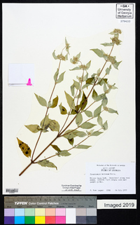 Pycnanthemum montanum image