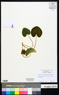 Hexastylis heterophylla image