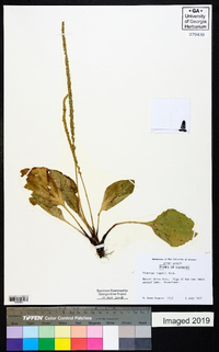 Plantago rugelii image