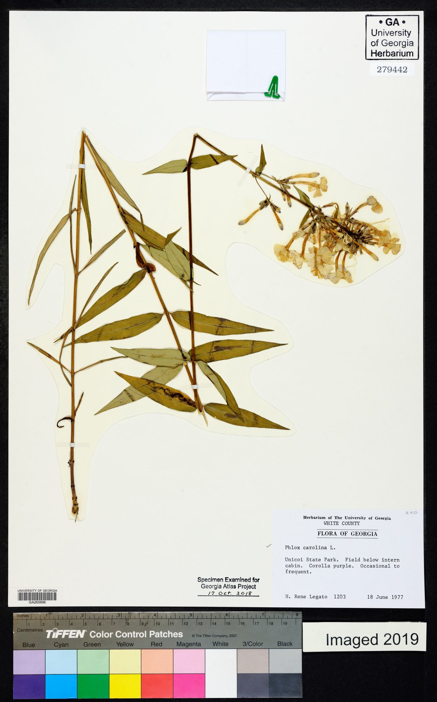 Phlox carolina image
