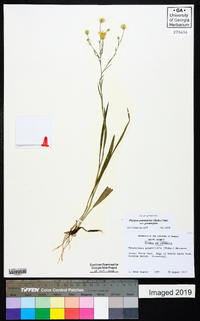 Pityopsis graminifolia var. graminifolia image