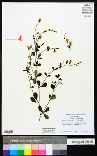 Baptisia tinctoria image