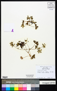 Geranium carolinianum var. carolinianum image