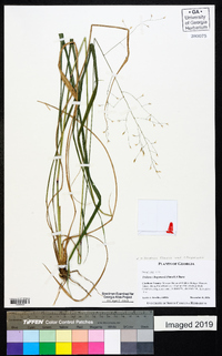 Tridens flavus var. chapmanii image