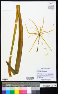 Hymenocallis crassifolia image