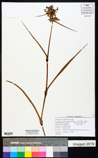 Tradescantia ohiensis image