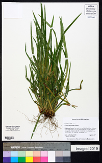 Carex abscondita image