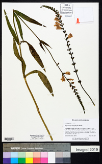 Physostegia leptophylla image