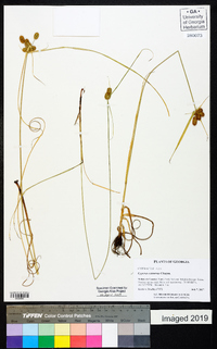 Cyperus retrorsus image