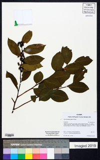 Lyonia lucida image