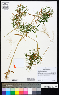 Dichanthelium dichotomum var. ramulosum image