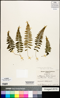 Athyrium filix-femina subsp. asplenioides image