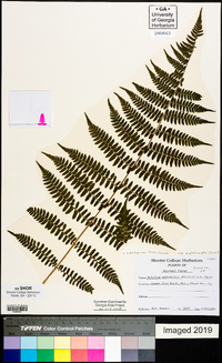 Athyrium filix-femina subsp. asplenioides image