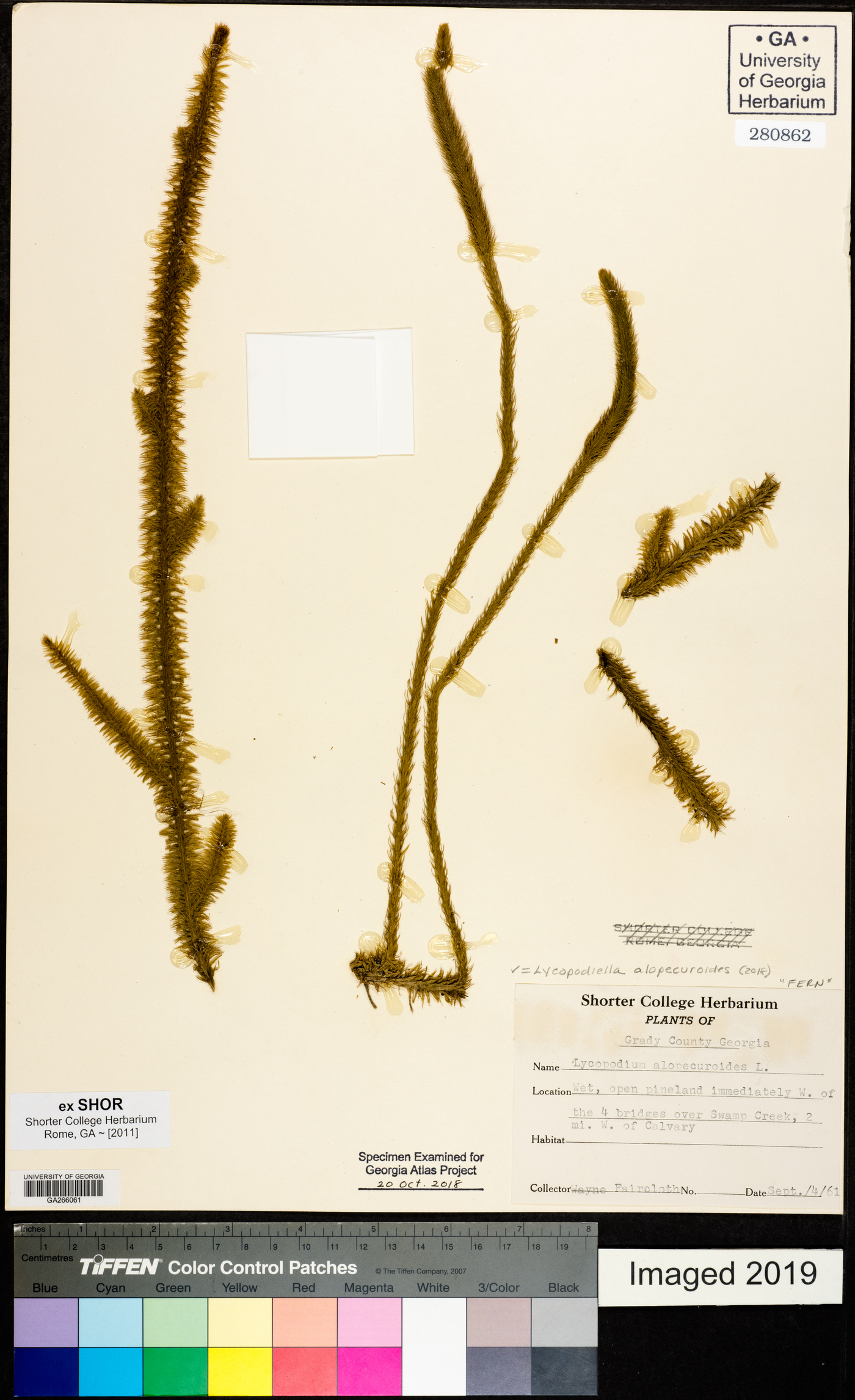 Lycopodiella alopecuroides image