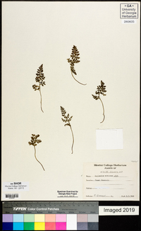 Asplenium montanum image