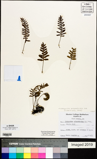 Pleopeltis polypodioides subsp. michauxiana image