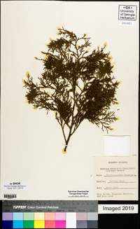 Chamaecyparis thyoides image