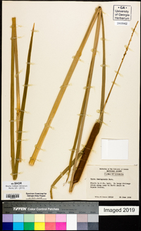 Typha domingensis image