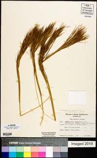 Andropogon glomeratus image