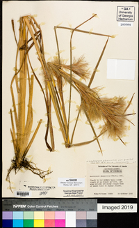 Andropogon glomeratus image