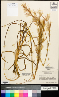 Andropogon longiberbis image