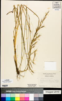 Aristida lanosa image