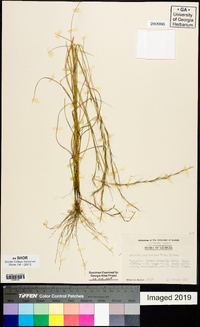 Aristida purpurascens image