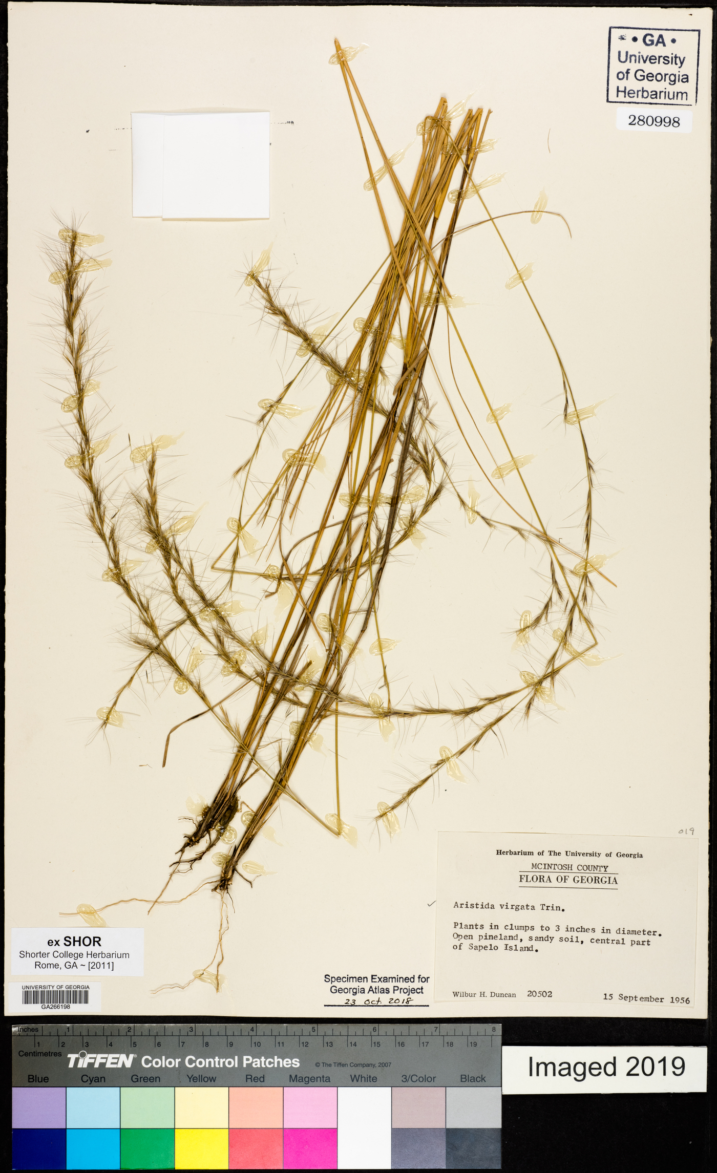 Aristida virgata image