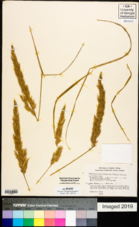 Calamagrostis cinnoides image