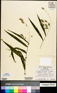 Chasmanthium latifolium image