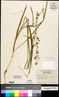 Chasmanthium sessiliflorum image