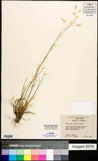 Danthonia compressa image