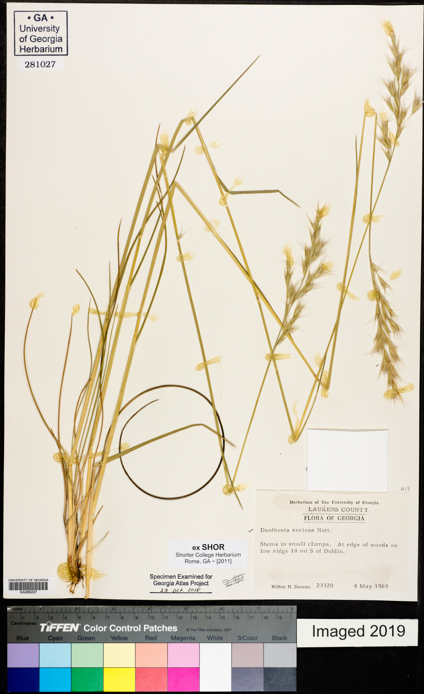 Danthonia sericea image