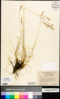 Deschampsia flexuosa image