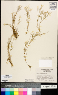 Dichanthelium ensifolium image