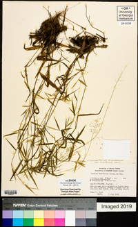 Dichanthelium ensifolium image