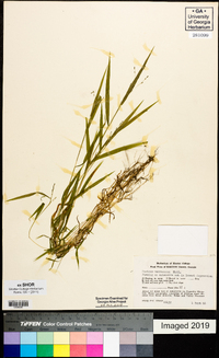 Kellochloa verrucosa image