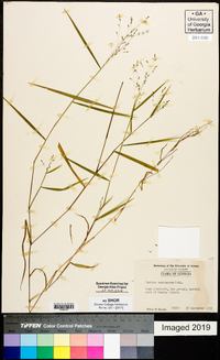 Kellochloa verrucosa image