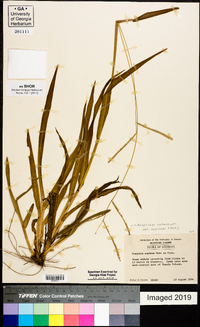 Paspalum setaceum var. supinum image