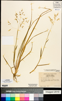 Poa autumnalis image