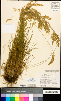 Poa sylvestris image